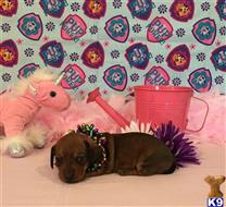 dachshund puppy posted by little paws kennel